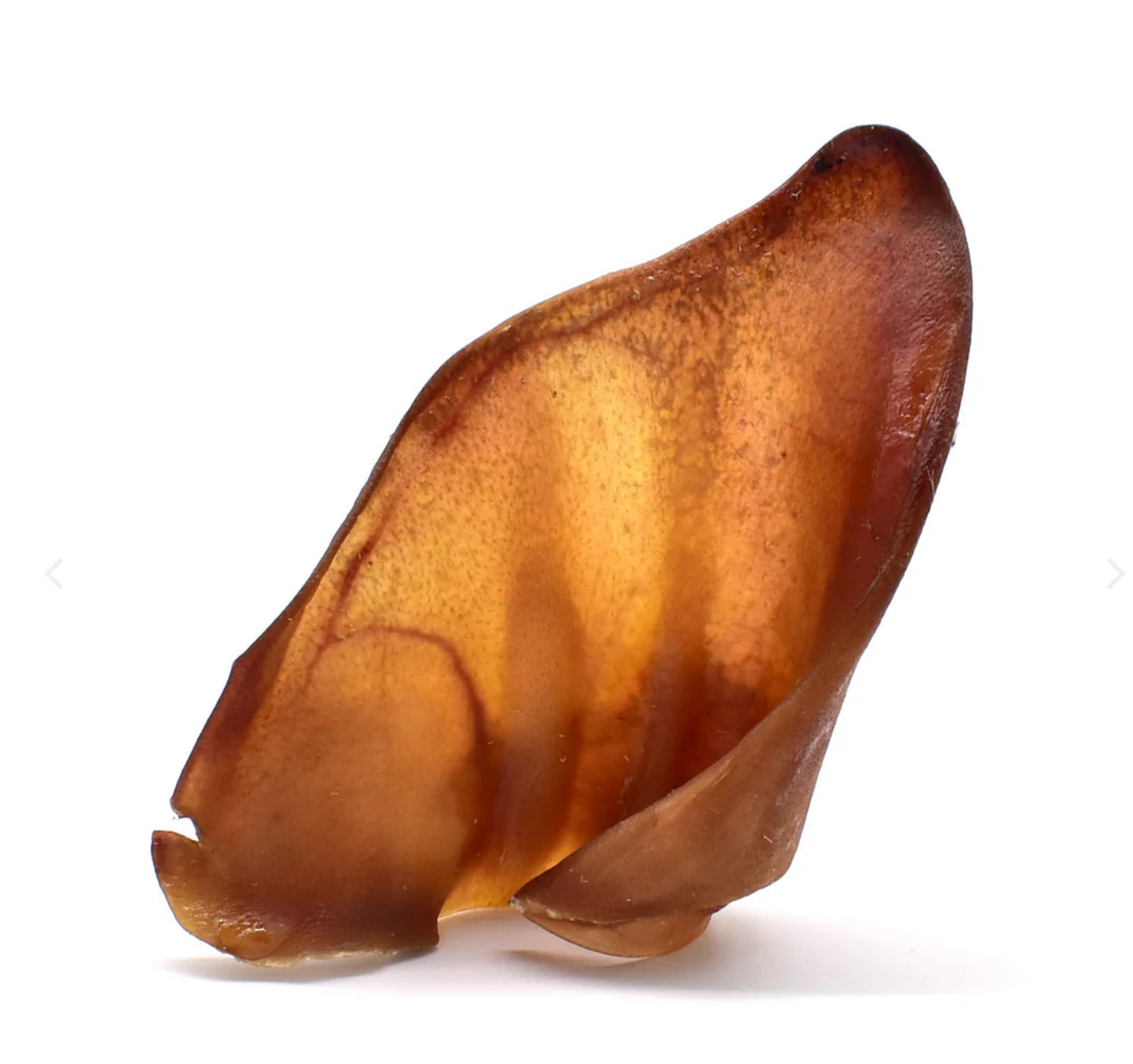 Oreille de porc