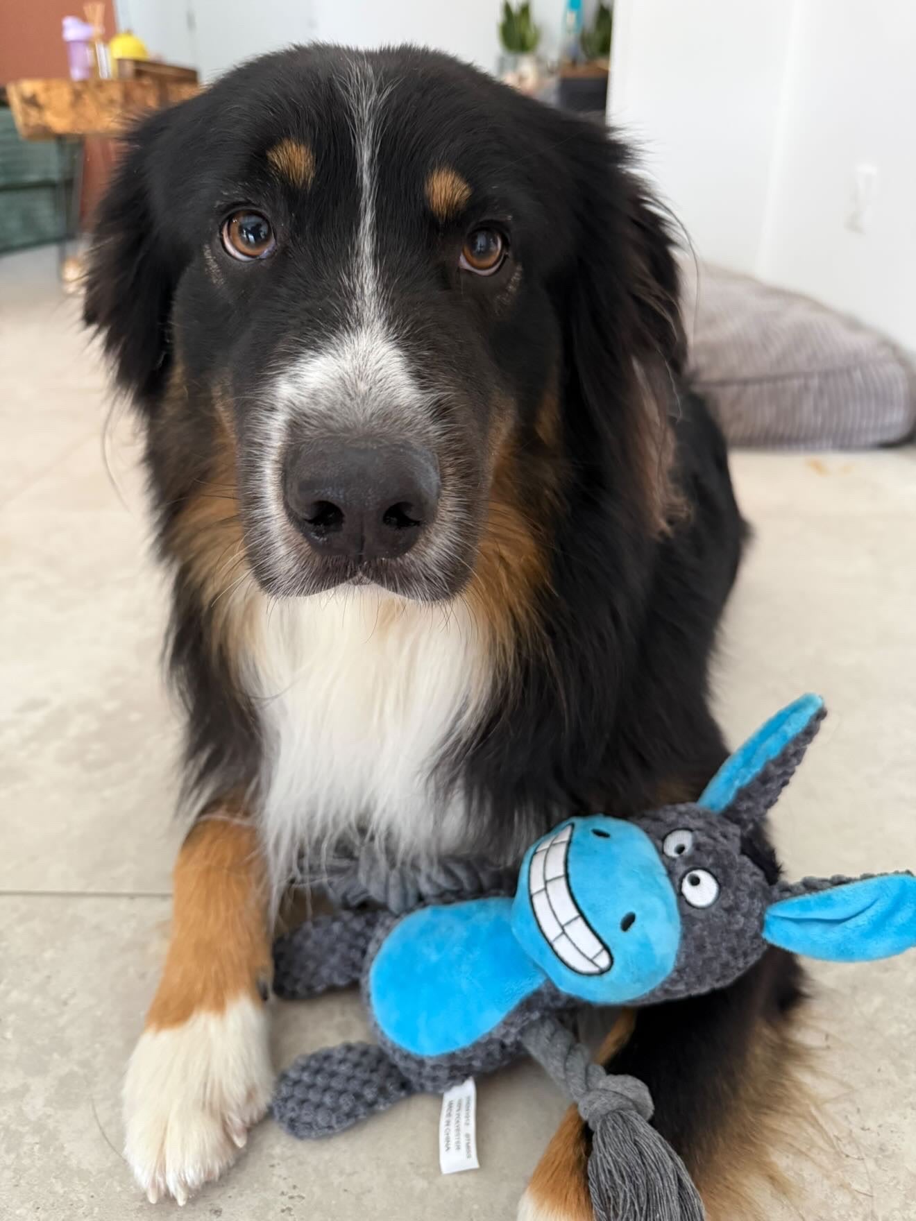 Peluche âne