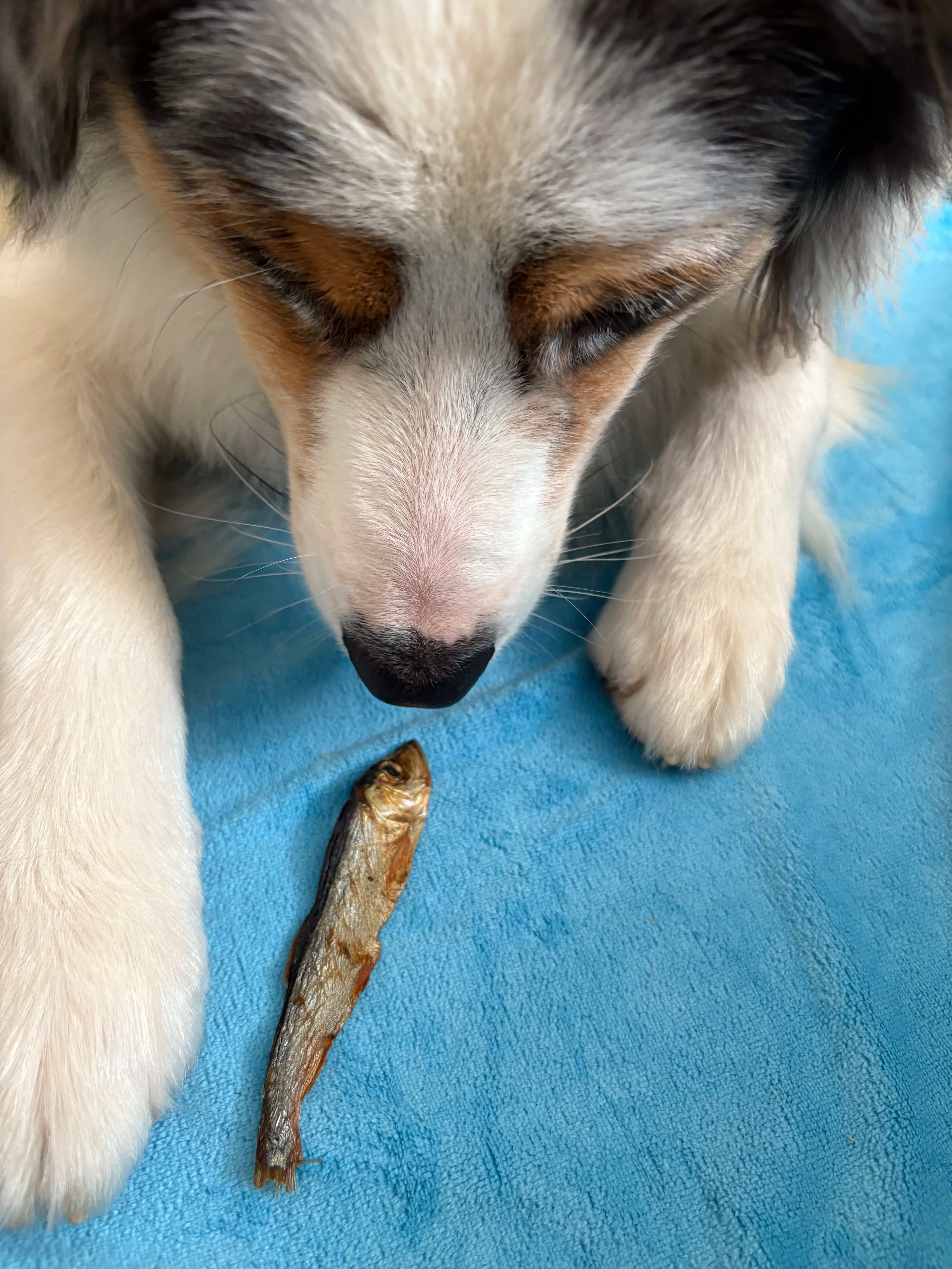 Sprats
