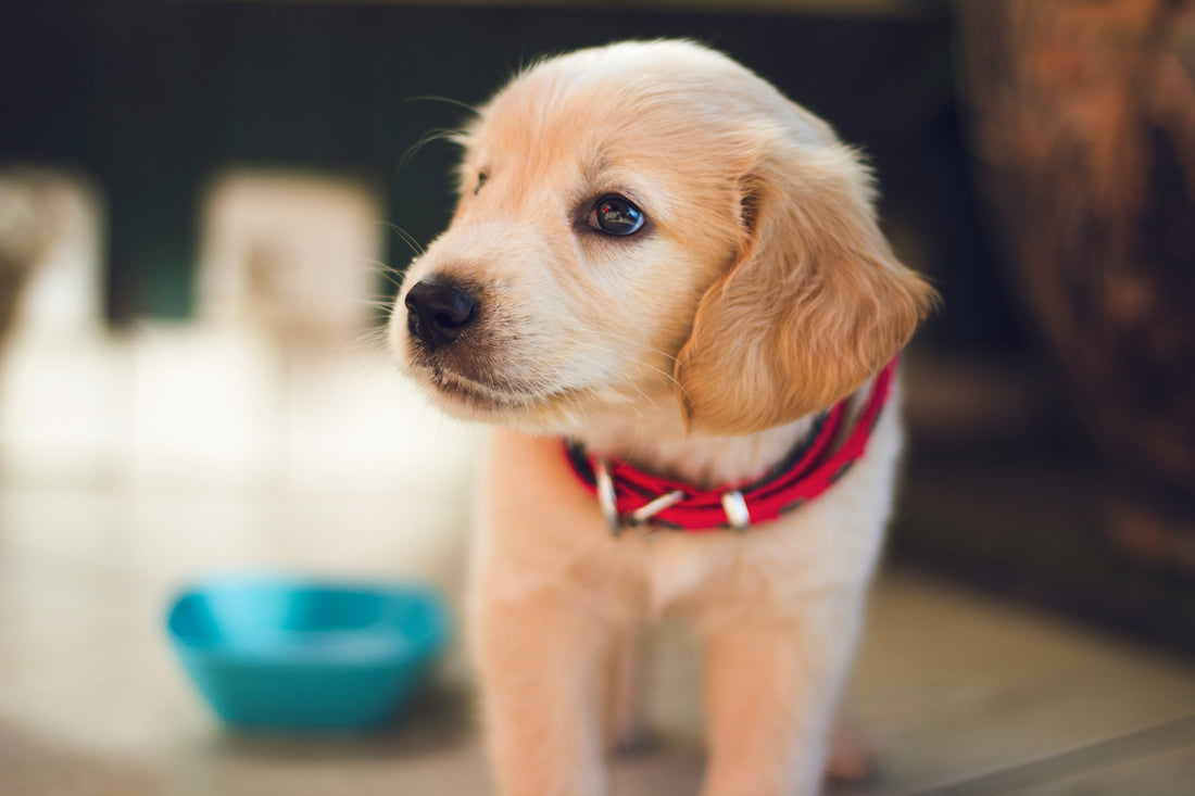 Tout ce qu’il faut savoir pour accueillir votre Chiot !