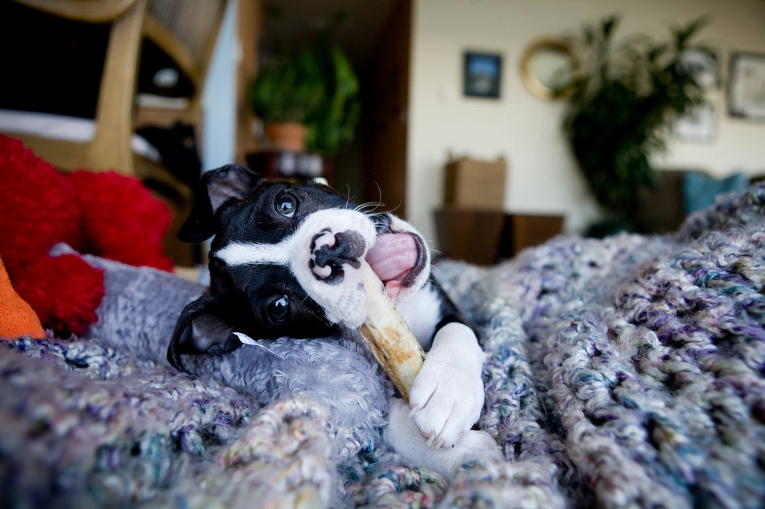 🦴 Mastication naturelle : un besoin essentiel pour ton chien