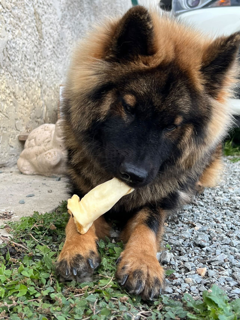 Oreille d'agneau - unité