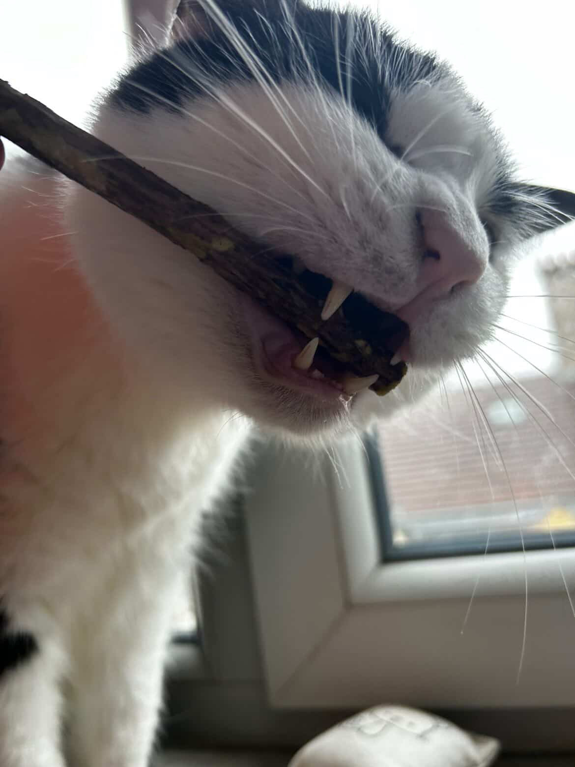 Sticks de Matatabi