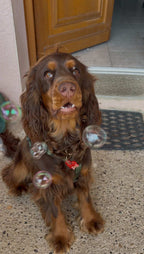 MEATY BUBBLES - Bulles (chien & chat)