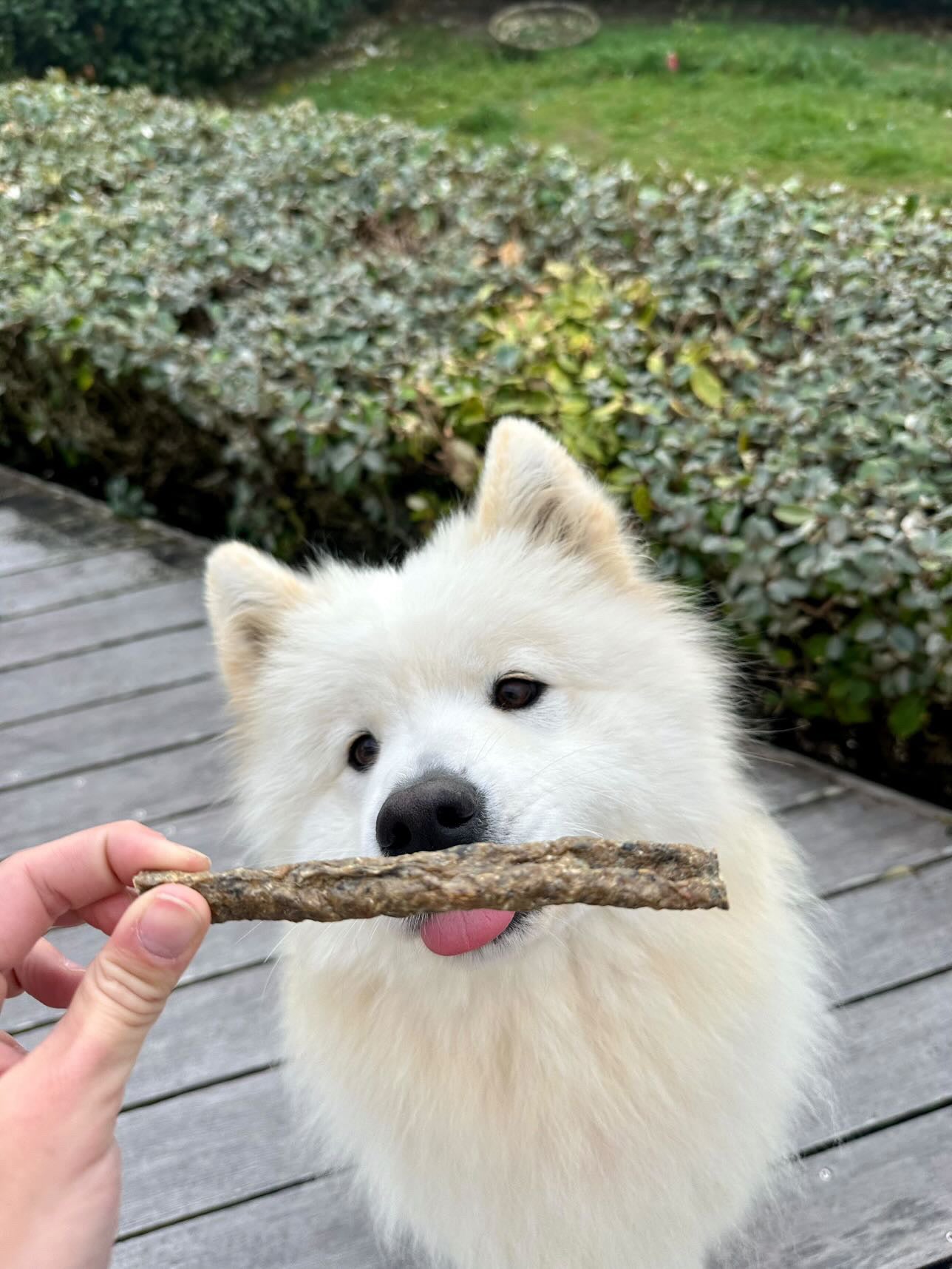 Bâtonnet de peau de poisson séchée - Unité