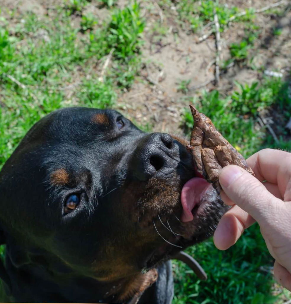 Poumons de boeuf