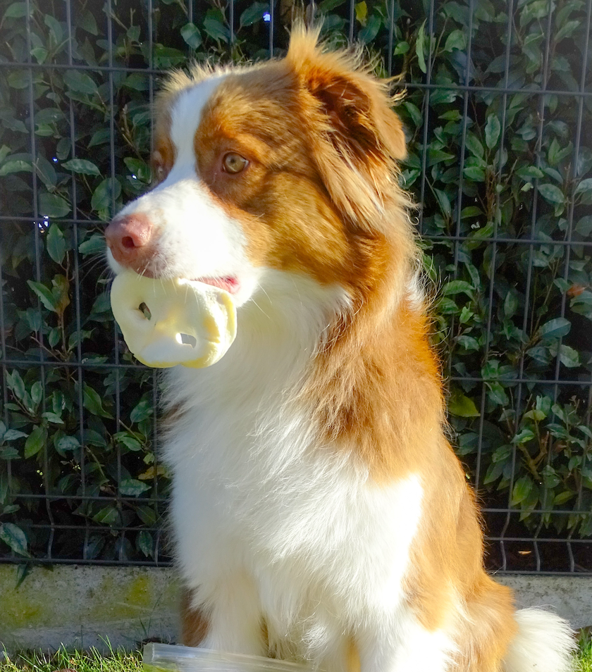 Groin de porc soufflé - Unité