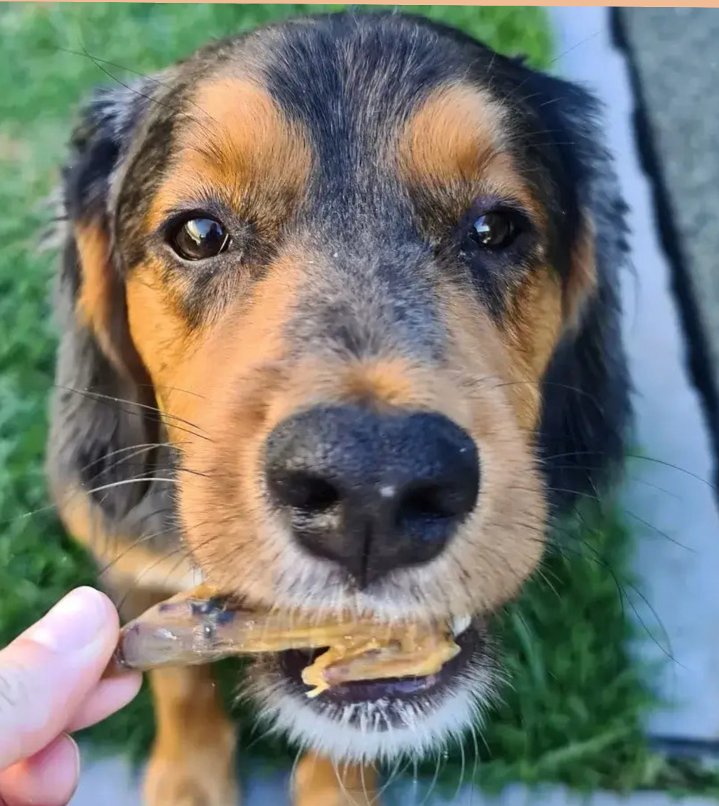 Aile de poulet - Unité