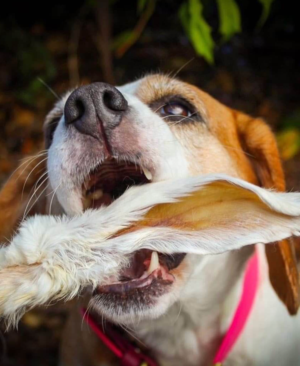 Oreille de lapin avec poils - Unité
