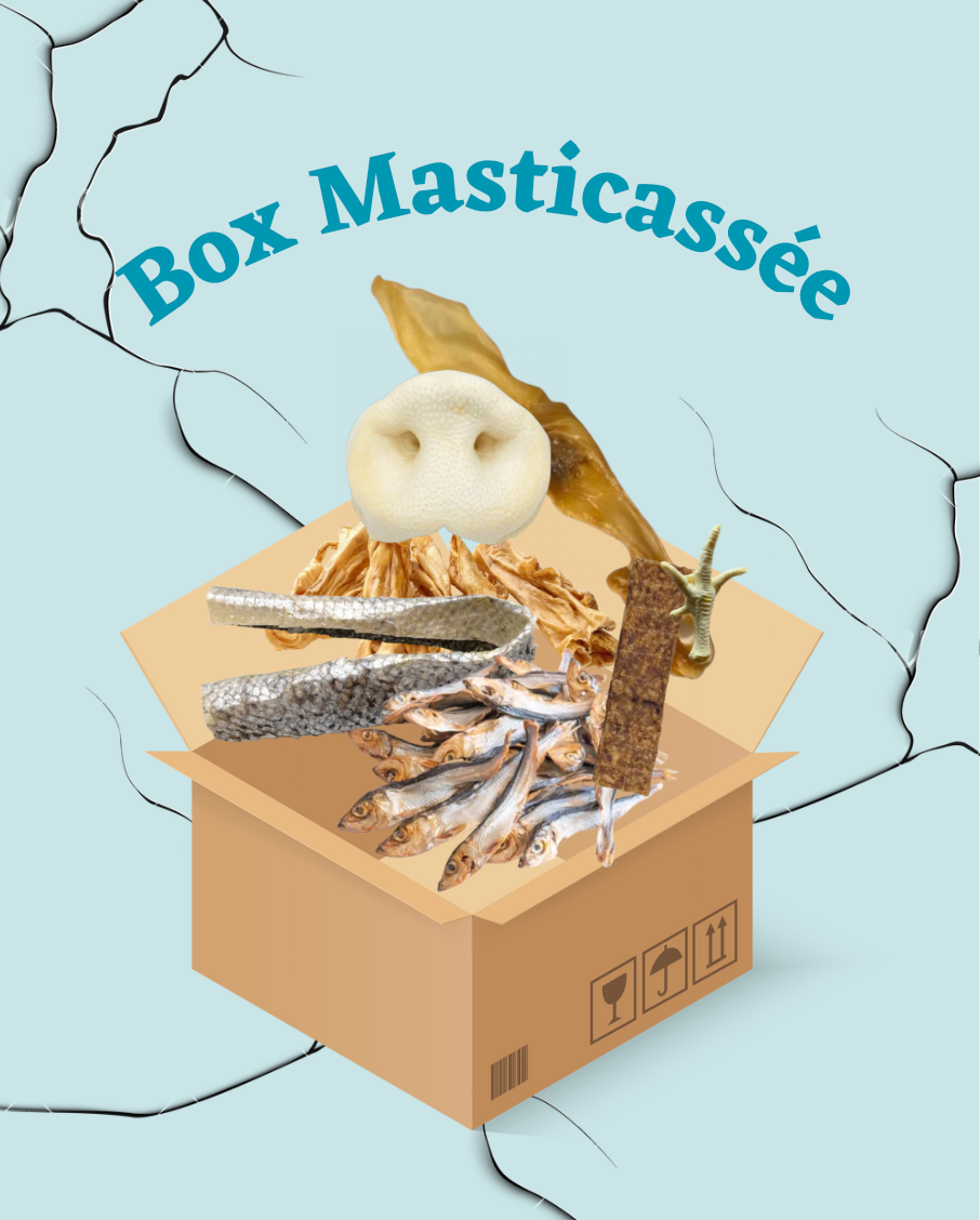 Box Masticassée