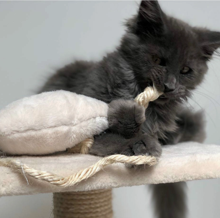 SCARLETT' - Peluche à la valériane