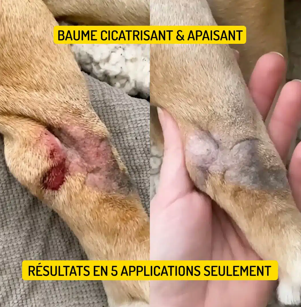 Rescousse - Baume de Soin Cicatrisant pour chien
