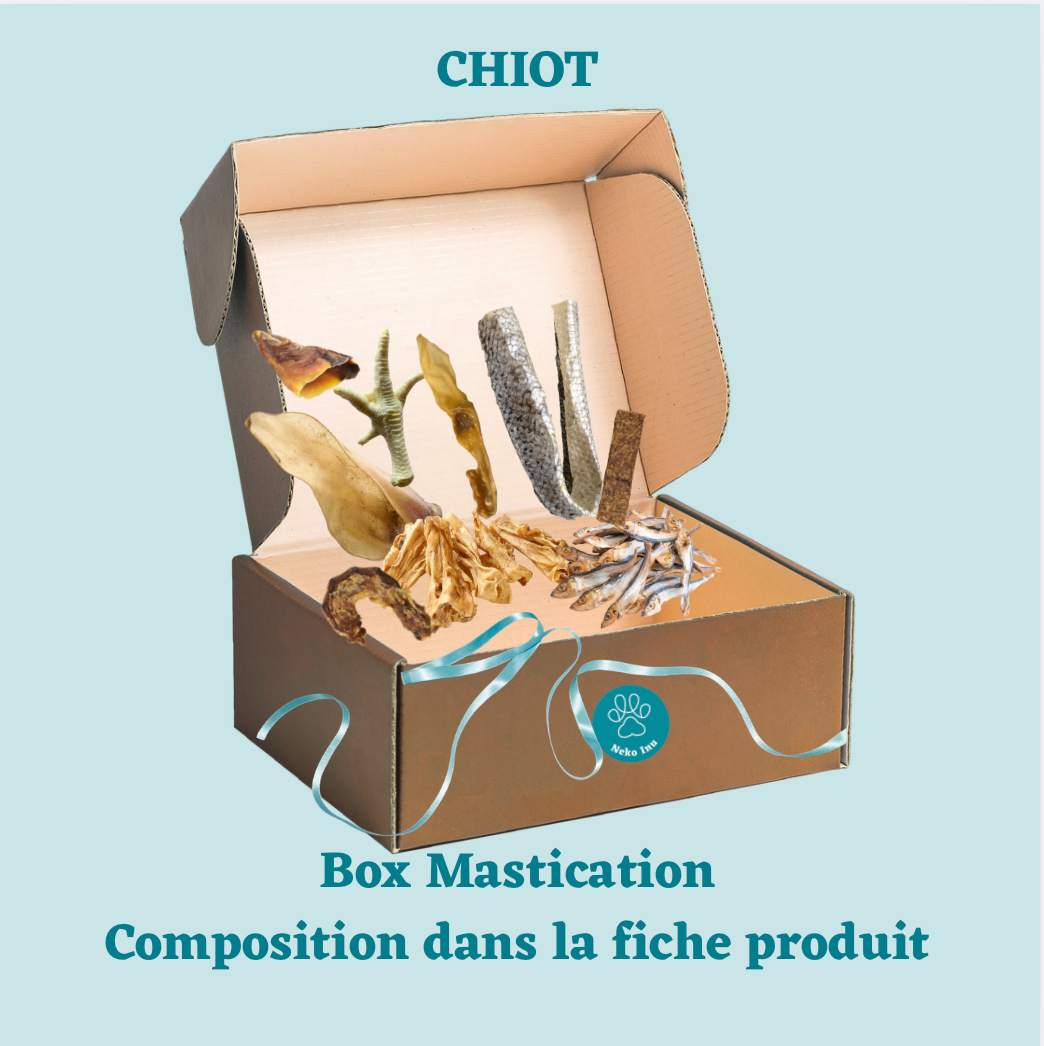 Box Mastication : Chiot