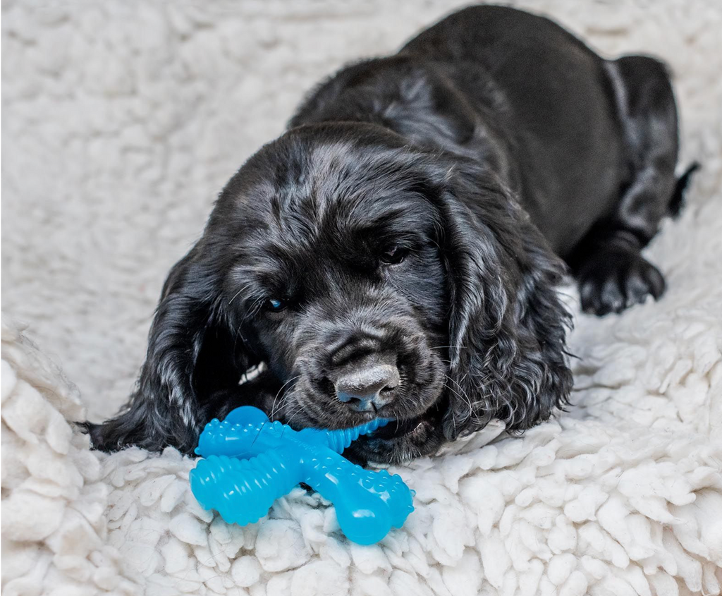 Nylabone - Os à mâcher pour chiot -  Goût Boeuf
