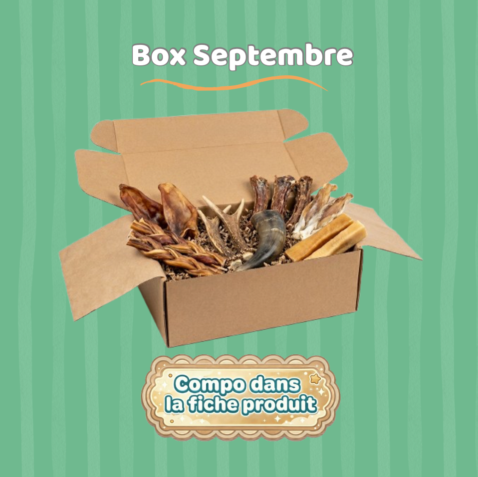 Box Mastication Septembre