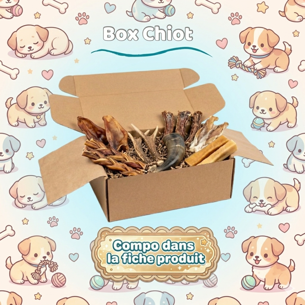 Box Mastication : Chiot