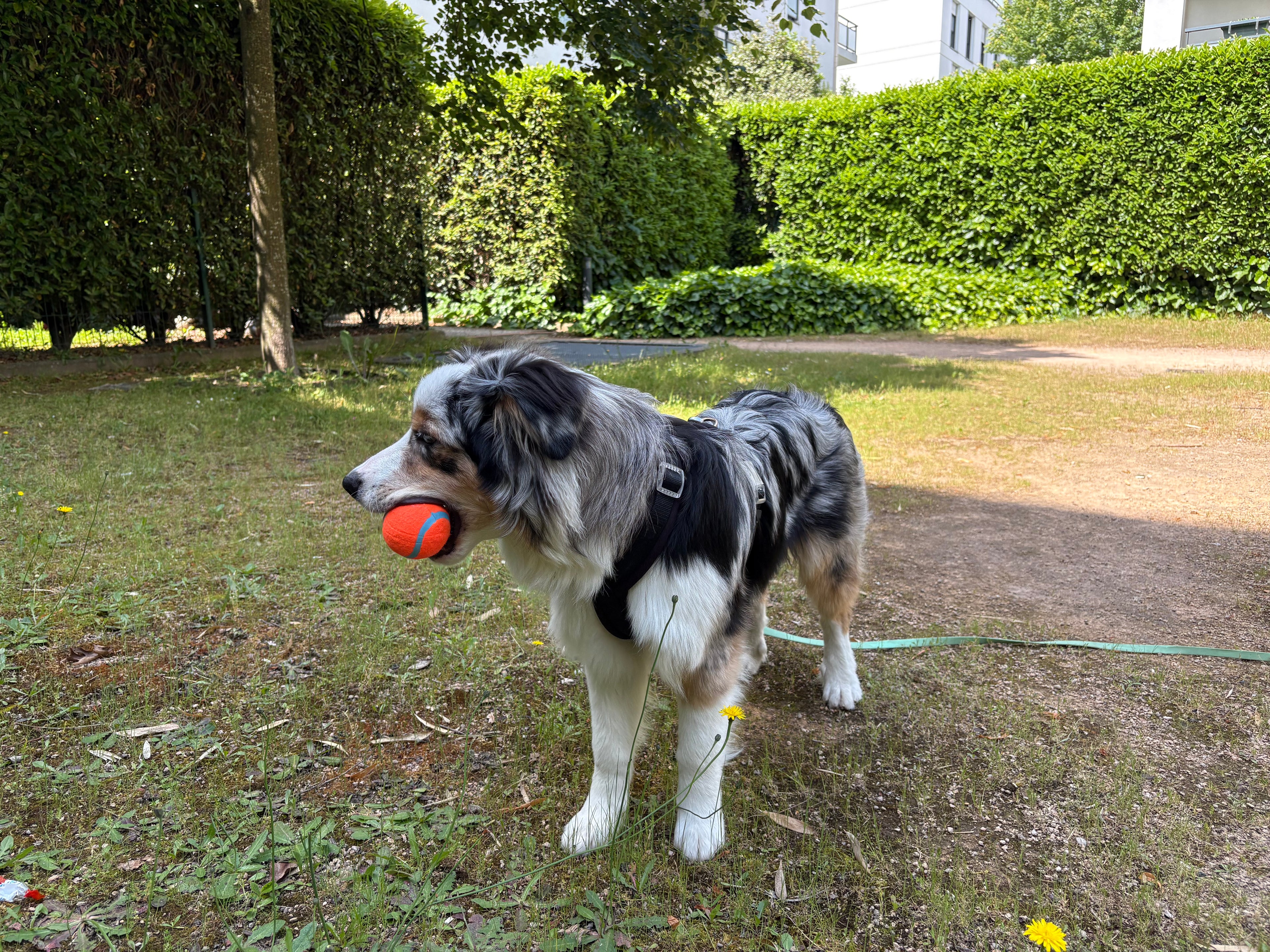 Balle de Tennis Chuckit - Lot de 2