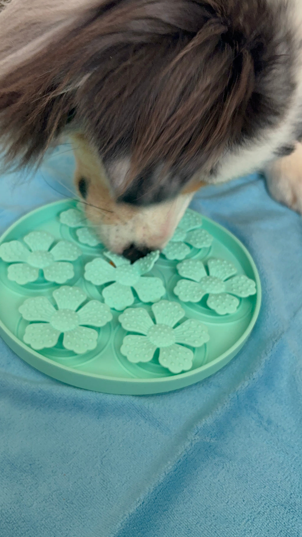 Tapis Anti-glouton Bleu