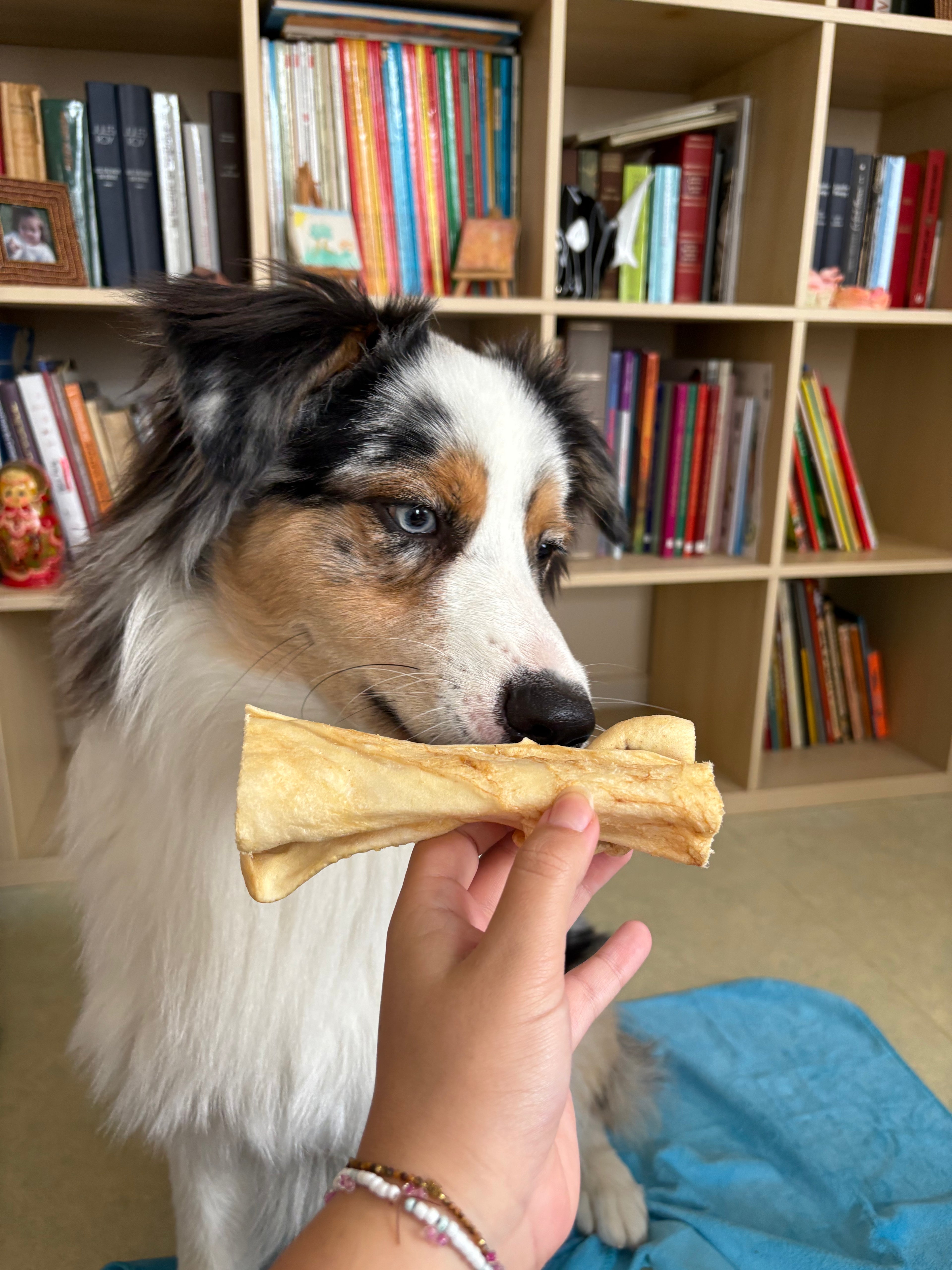 Cuir chevelu d'agneau - Unité