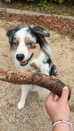 Trachée de bœuf 30cm - Unité