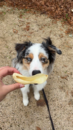 Oreille d'agneau - unité