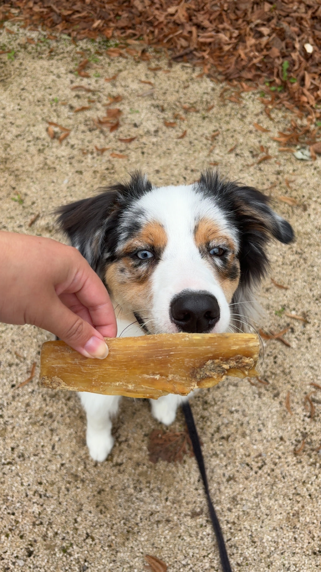 Tendon de cou bovin 15cm - Unité