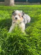 Box Mastication : Chiot