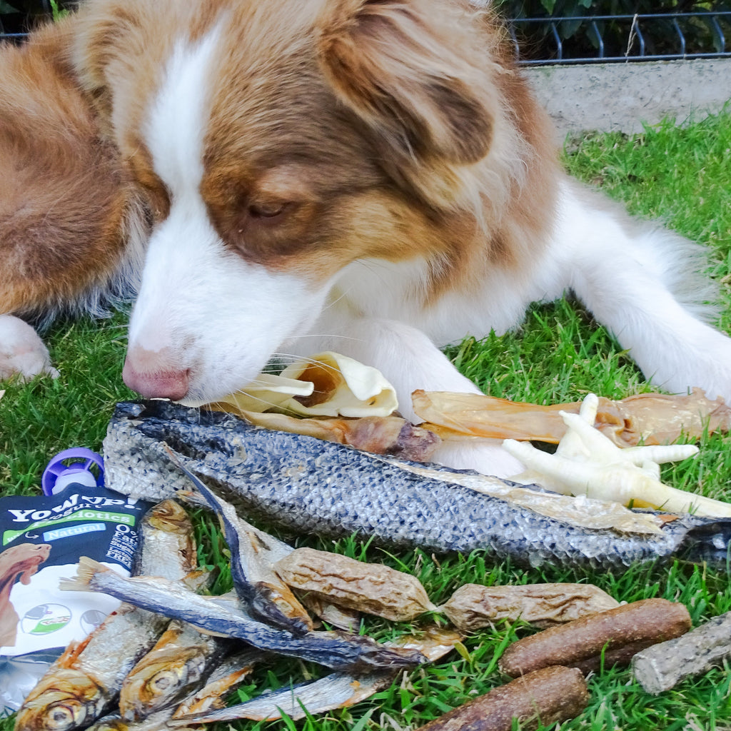 Box Mastication : Estomac Sensible