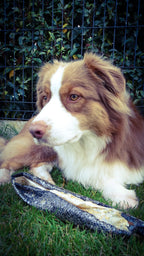 Peau de saumon 20-25cm